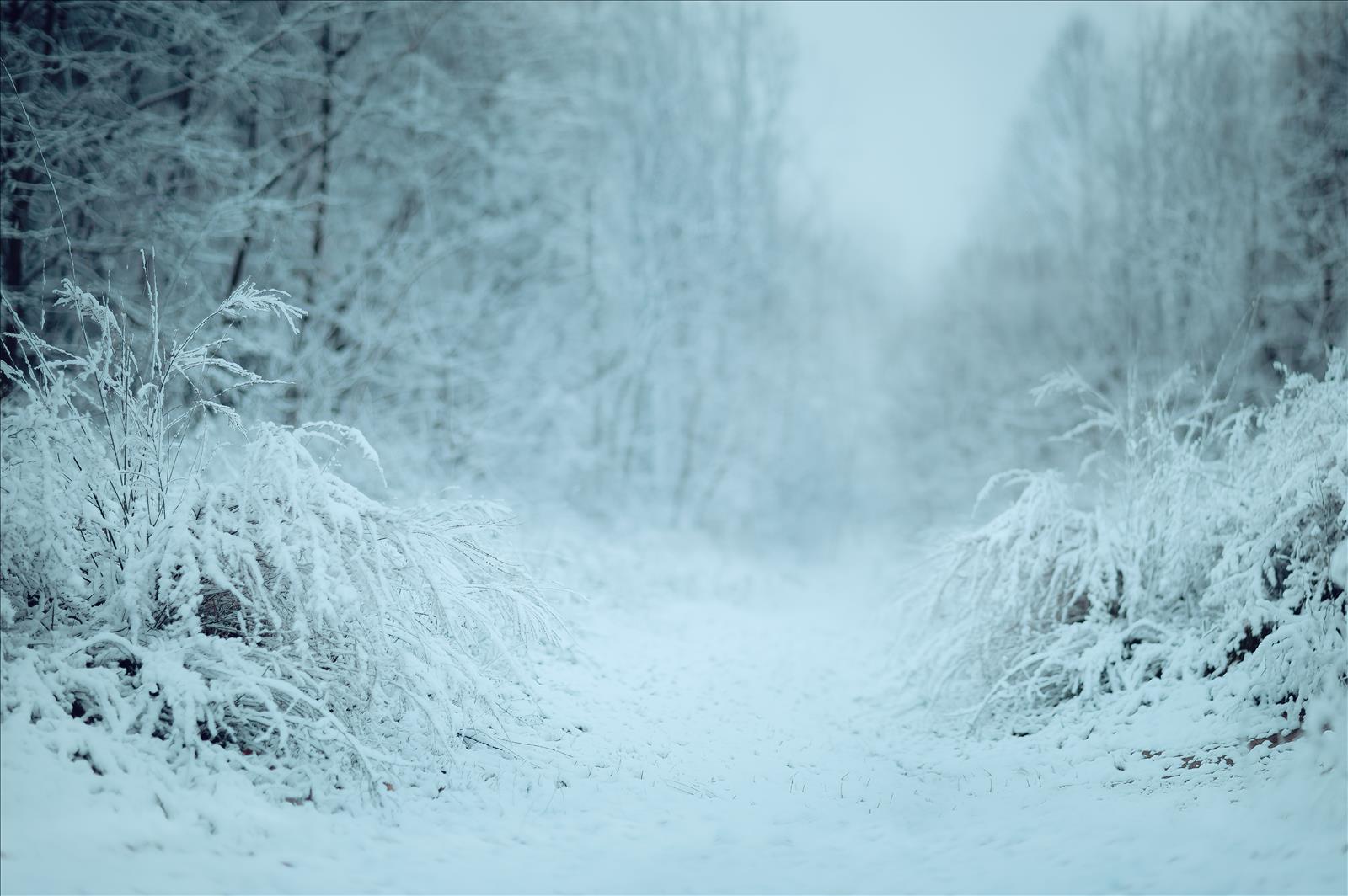 638719538022153672_Lilia_Alvarado_Winter_Wonderland_01_III.jpg